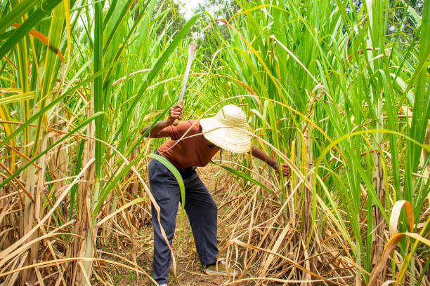 Sugarcane Farmers Illustration
